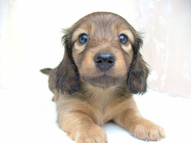 可愛いの組み合わせ！人気の"ミックス犬"って知ってる？