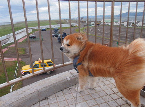 強風で犬の毛が…! 風に立ち向かう犬の姿に「神々しい」「風強いーヌ爆誕」の声