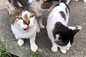 「猫の集会」に参加すると、天国気分が味わえる!? 様子を撮影した動画が注目集める