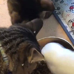 圧倒的すぎるスピードで子猫のご飯を食べるアヒルが登場、動画がツイッターで話題に