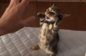 「やめろにゃ～」威嚇しているつもりが可愛すぎる! 子猫の姿、ツイッターで大人気