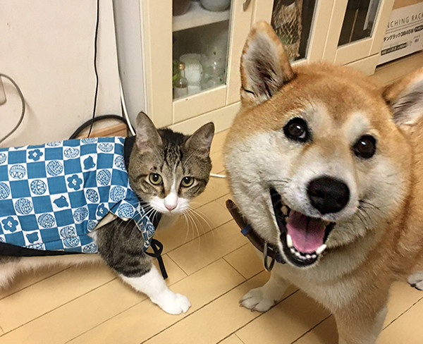 それ柴犬用のはんてん! 思いのほか馴染んでしまった猫の姿、似合いすぎると話題に