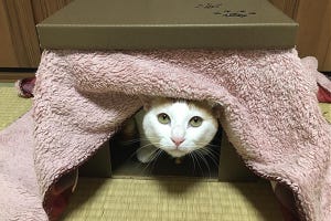 「猫」と「こたつ」、最強の組み合わせが眼福すぎるとツイッターで話題に