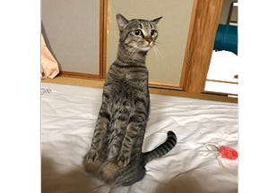 「えっ! 姿勢良すぎ…」猫背とは無縁の猫を捉えた写真、ツイッターで大人気