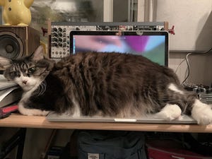 可愛すぎる妨害工作…!  キーボードとモニター、完全に占領する猫がツイッターで話題に