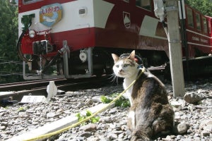 大井川鐵道、川根小山駅を2/22「猫の日」に合わせ「川猫山駅」に