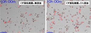 船橋屋、「くず餅乳酸菌」に免疫細胞活性効果を示唆