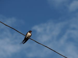 「ツバメが低く飛ぶと雨が降る」? 理由を警視庁が紹介し、ツイッターで注目 - 「知りませんでした」「なるほど」の声