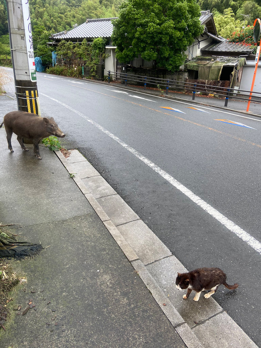 あんぱんを食べていたら野生の「イノシシ」が寄ってきて……!? 緊迫した写真がツイッターで話題に - 撮影した人に、当時の様子を聞いてみた