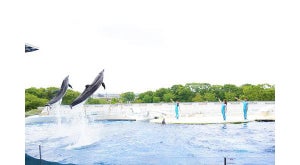 京都水族館、イルカと人の「心の交流」を体験できる新パフォーマンスを開始