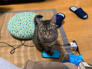 かまってほしい猫が“アレ”を封じてきて……? 写真がツイッターで大人気 - 「すごい賢い」の声