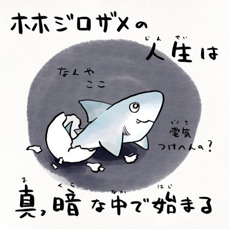 ホホジロザメの人生が壮絶すぎる! 暗闇で生まれ、ドロドロした壁をなめる……? ツイッターで驚きの声 - 「ハード」「めちゃドキドキ」