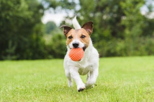 【PR】犬用歯磨きおもちゃの人気おすすめ10選！楽しくデンタルケア！【ドッグトレーナー監修】