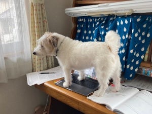 飼い主の代わりにレポートを書き上げた犬 - まさかの出来栄えに爆笑する人続出! 「めちゃくちゃ笑った」「超優秀なワンちゃん」