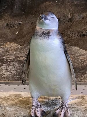 暑い中、泳がずにじっとたたずむペンギン……「銭湯から上がったお父さんみたい」「私もスーパーでよくやります」と言われるその理由とは?