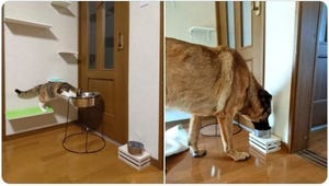 【どうして】お互いの水を飲んじゃう猫と大型犬が話題に - 「可愛いの大渋滞」「隣の芝が青くみえる」