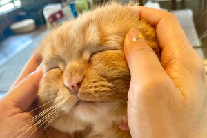 これぞ至福! マッサージでふにょふにょになっちゃった猫に癒される - 「疲れが吹っ飛ぶ」「可愛すぎて罪」