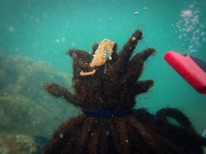 【奇跡】ドレッドヘアに絡みついたのは“あの生物”!? 「海藻と間違えた?」「この後どうなる」と話題に