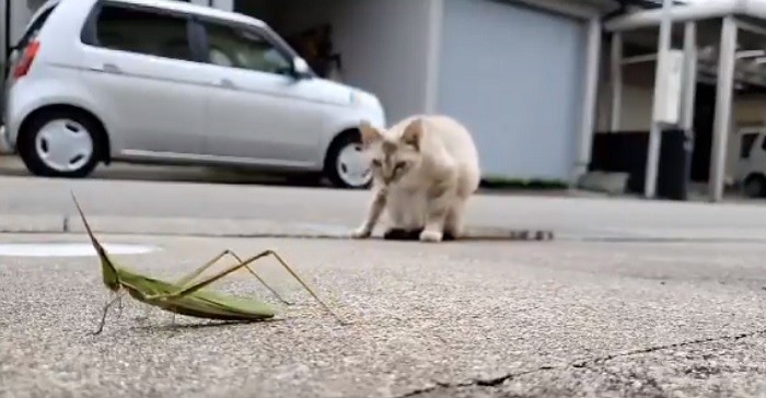 【衝撃】猫がバッタを食べる瞬間、と思いきや……!? まさかの展開に「そっちかい!!!」「思ってたんと違うw」とツッコミの嵐