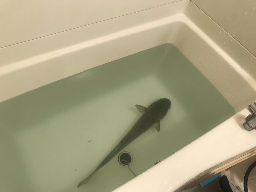 【驚き】湯船で大型魚を飼育している人がツイッターに登場し話題に - お風呂はどうしてる? 話を聞いてみた