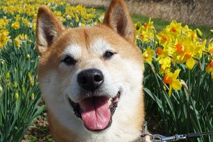 【犬が教えてくれること。】過去は引きずらない!  後悔しない生き方とは  /ドッグライフカウンセラー・三浦健太