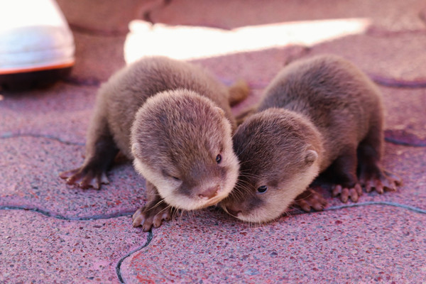 【かわいいの大渋滞】4つ子のカワウソ赤ちゃんに“いいね”の嵐 - 「ああぁめちゃくちゃかわいい」「かわいすぎて泣く」「かわいいしかない」