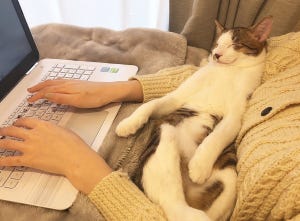 【溶け猫】これぞ最高の在宅勤務! とある仕事風景に「羨ましすぎて泣く」「理想の働き方」「変わってくれぇぇぇ」とツイッター騒然