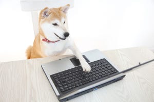 【まとめ】レポートを書いちゃった犬も登場 - 2020年ツイッターでバズッた犬たちvol.1