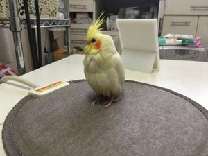 【恐怖】「ぴよちゃん!」と名前を名乗るようになったインコに怯える飼い主。なぜ? - まさかの理由に「超うけた」「地味に怖いヤツ」の声