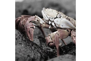 【毎日がアプリディ】話題のアプリ・クラブハウスにやってきたら思てたんと違う……「Crabhouse」