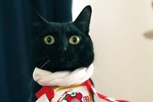 【猫神様…?】なんだかめでたい首輪を装着した黒猫。その凛々しい姿に「横綱の土俵入り」「拝みたくなる」「なんだこのかわいさ」とツイッターざわつく