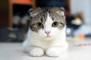 猫の名前ランキング、2年連続1位に輝いたのは?