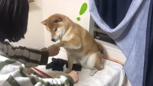 【こっちでしょー!?】手品に大興奮する柴犬が可愛すぎ! - 「リアクション王」「にやけが止まらない」