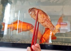 【本怖?】朝食に出てきた『魚のフライ』に震える人続出! - 「これは娘さんのように数えてしまう」「確かにw」と話題に