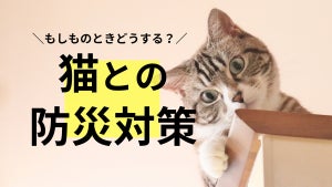 "愛猫との避難"準備してる? 獣医にゃんとす先生に聞く、災害への備え