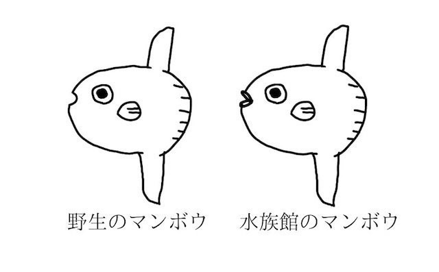 【衝撃】野生のマンボウは「たらこ唇」ではない!? 「知らなかった」「今年最大級のへぇ!」とツイッターで驚きの声続出