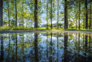 【息をのむ美しさ】雨上がりに撮った絶景写真に「近所の公園がこんなに美しいなんて」「水鏡の世界もまたキラキラですね」と絶賛の声