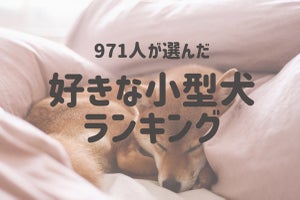 好きな小型犬ランキング、「トイプードル」を抑えて1位となったのは？