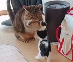 【怒りポーズ!!!!】子猫にちょっかい出されまくる猫の反応がたまらない! - 「頭ぺちん」「リーチどっちも短い」