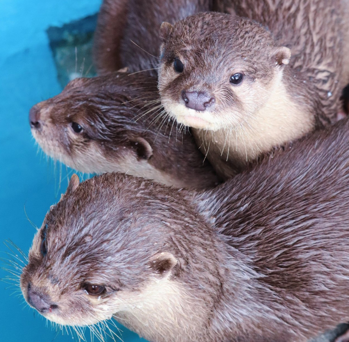 【ウソ重ねすぎ】桂浜水族館のカワウソ一家大渋滞が幸せすぎる～ - 「なんて積み深い…」「可愛すぎ」と話題に