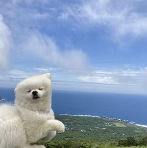 雑コラにしか見えない!? タレ目のポメと青い空、奇跡の一枚に「切り抜きうますぎますね!!!」「アルパカみたい」と話題に