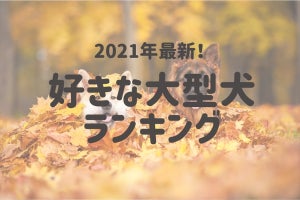 好きな大型犬ランキング、1位は忠犬として知られるあの犬種!?