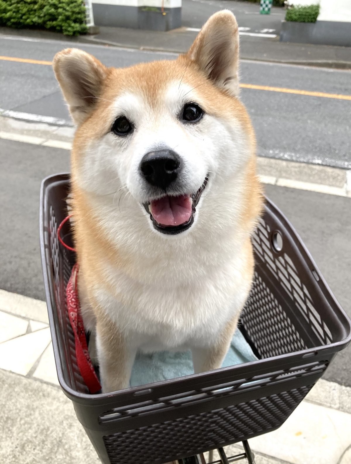 【ショボン】公園に行けると思ったら……まさかの展開に柴犬が“目”で猛抗議! 「不満が顔に出ていますね」「大笑いした」の声