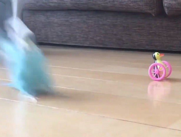 【颯爽登場!】スサーッ!!!!と現れるインコ、わずか1秒の動画に大絶賛! - 「かっけえ!!」「思ってた以上に颯爽」「この1秒に全てが詰まってる」