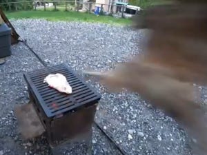 【衝撃映像】BBQ中のキャンパーを襲った刺客にツイッター騒然! 「まさか空襲がくるとは」「これがほんとの横どり」の声 - いったい何があった?