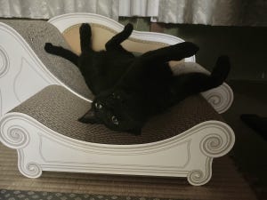 【ひっ】飼い主を心底驚かせた黒猫のポーズが話題に…「ギャ～」「深夜に怖すぎる」とツイッター騒然! - 「うちの子も変な生え方します」の声も