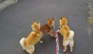 【お見事】お散歩中の3匹の柴犬。リードがどんどん絡まり合う様子が「産業革命」 - 「見事に編み上がっていく」「お上手!!」「ワン業革命」と話題に