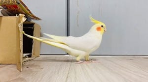 【お見事】完璧な車庫入れを披露するオカメインコに、「う、上手い…」「ばっちり」「まじで可愛いwwwwww」の声 -「逆再生かと思った! 」という人も