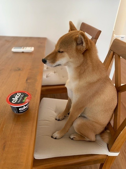 【中に人間入ってる? 】飼い主がスプーンを取りに行った隙に……。堂々と鎮座する柴犬の姿が「めちゃめちゃ可愛い～」「修行僧みたい」とツイッターで話題に