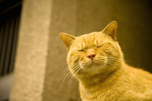 ペット飼育者の賃貸物件探し、平均賃料よりいくら高い?